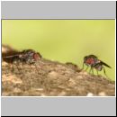 Drosophilida sp - Frucht- Taufliege 04a 3mm.jpg